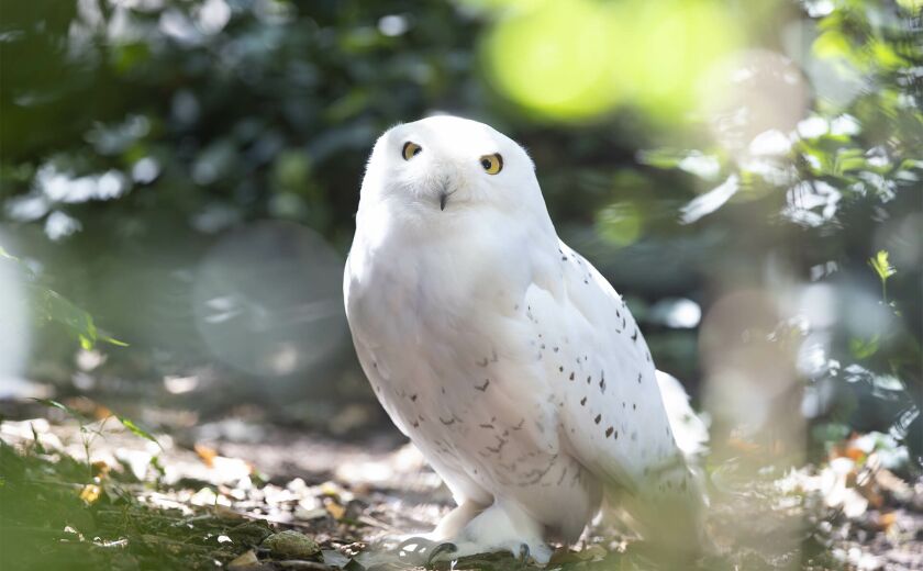 Parrainez les harfangs des neiges - Association Beauval Nature