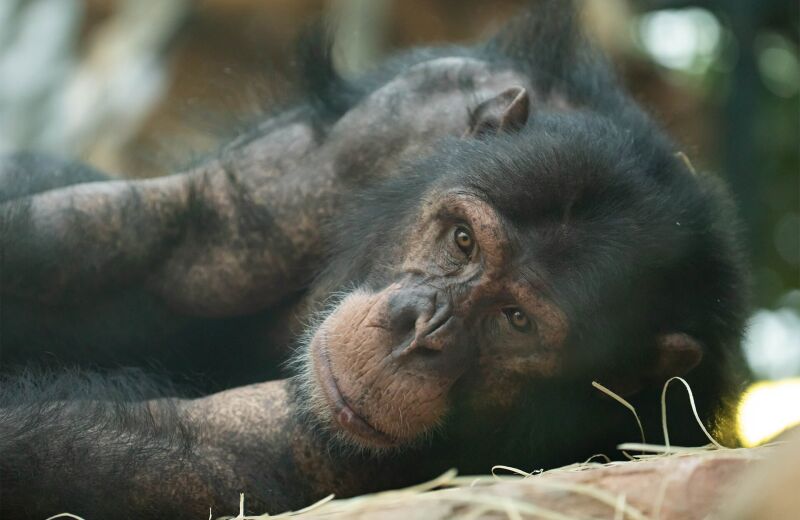 Parrainer chimpanzé Tumba