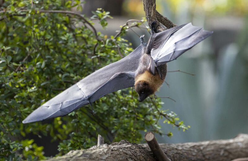 Parrainer les chauves-souris