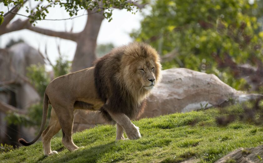 Parrainer lion Krüger