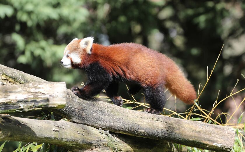 Parrainer panda roux Inès