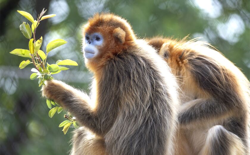 Parrainez les singes dorés - Association Beauval Nature - ZooParc de Beauval