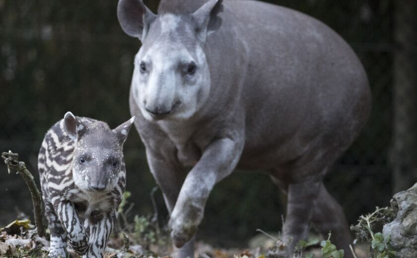 Parrainer tapir terrestre Florales