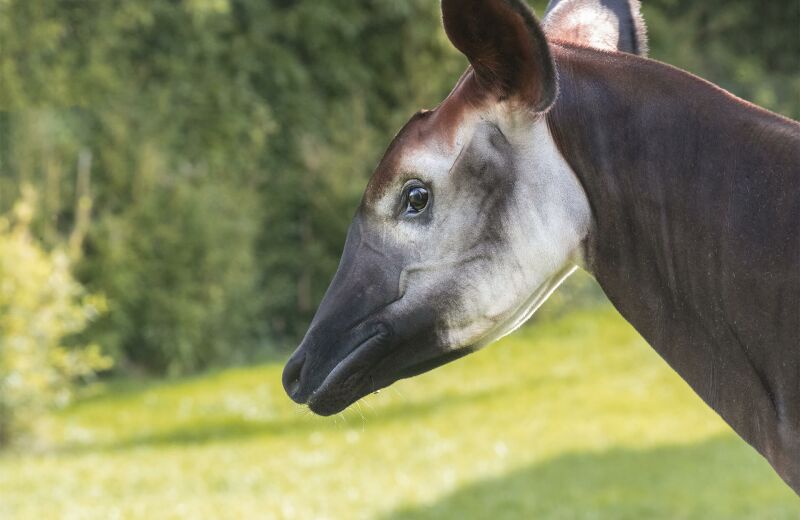 Parrainer okapi Quinta