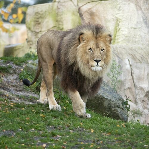 Parrainez Krüger, mâle lion d'Afrique du Sud