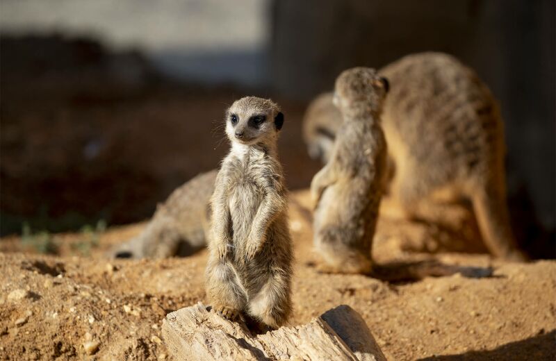 Parrainer les suricates