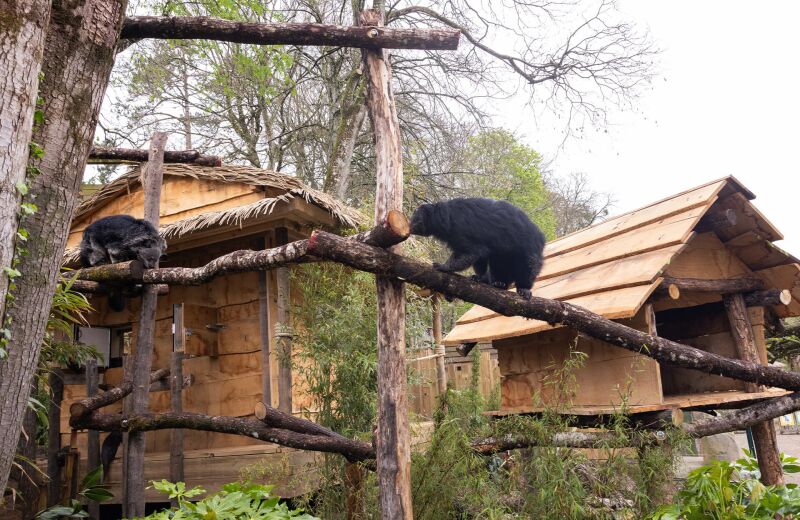 Parrainez les binturongs - Parrainages - Association Beauval Nature