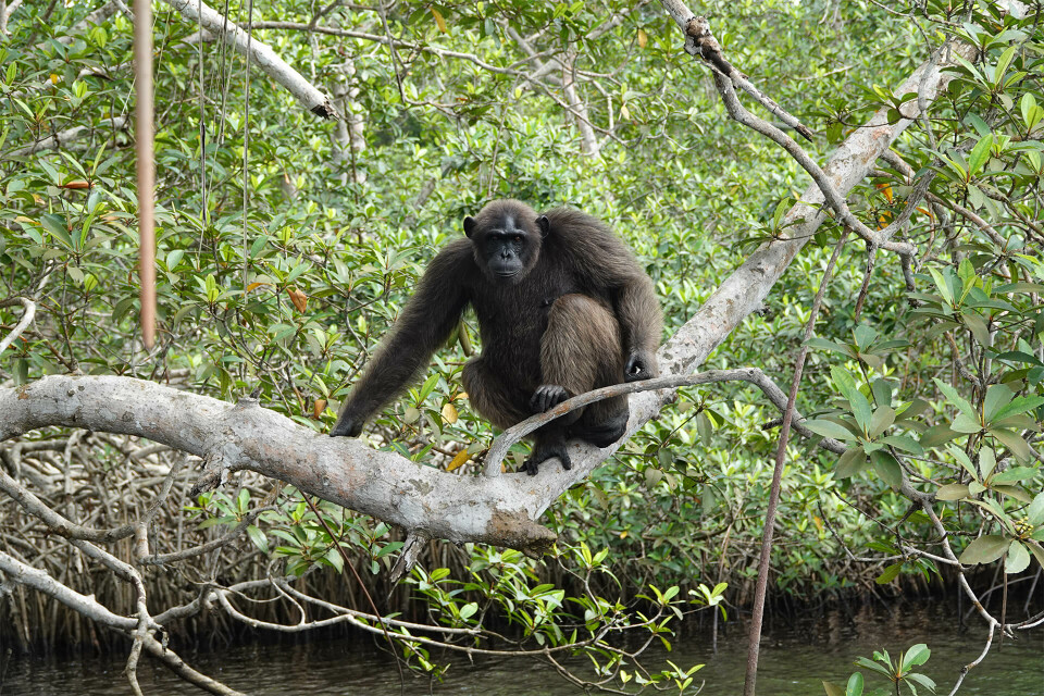 Reprise de la gestion de Help Congo – Association Beauval Nature