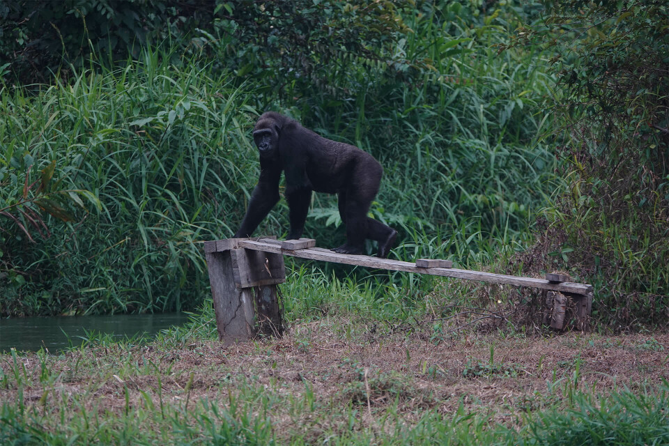 Programme de conservation : réintroduction de gorilles au Gabon - Association Beauval Nature - ZooParc de Beauval
