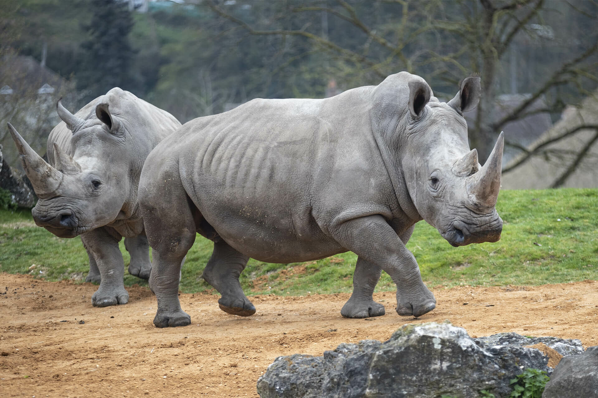 Parrainer un rhinocéros blanc de Beauval : Satara - Parrainage ZooParc
