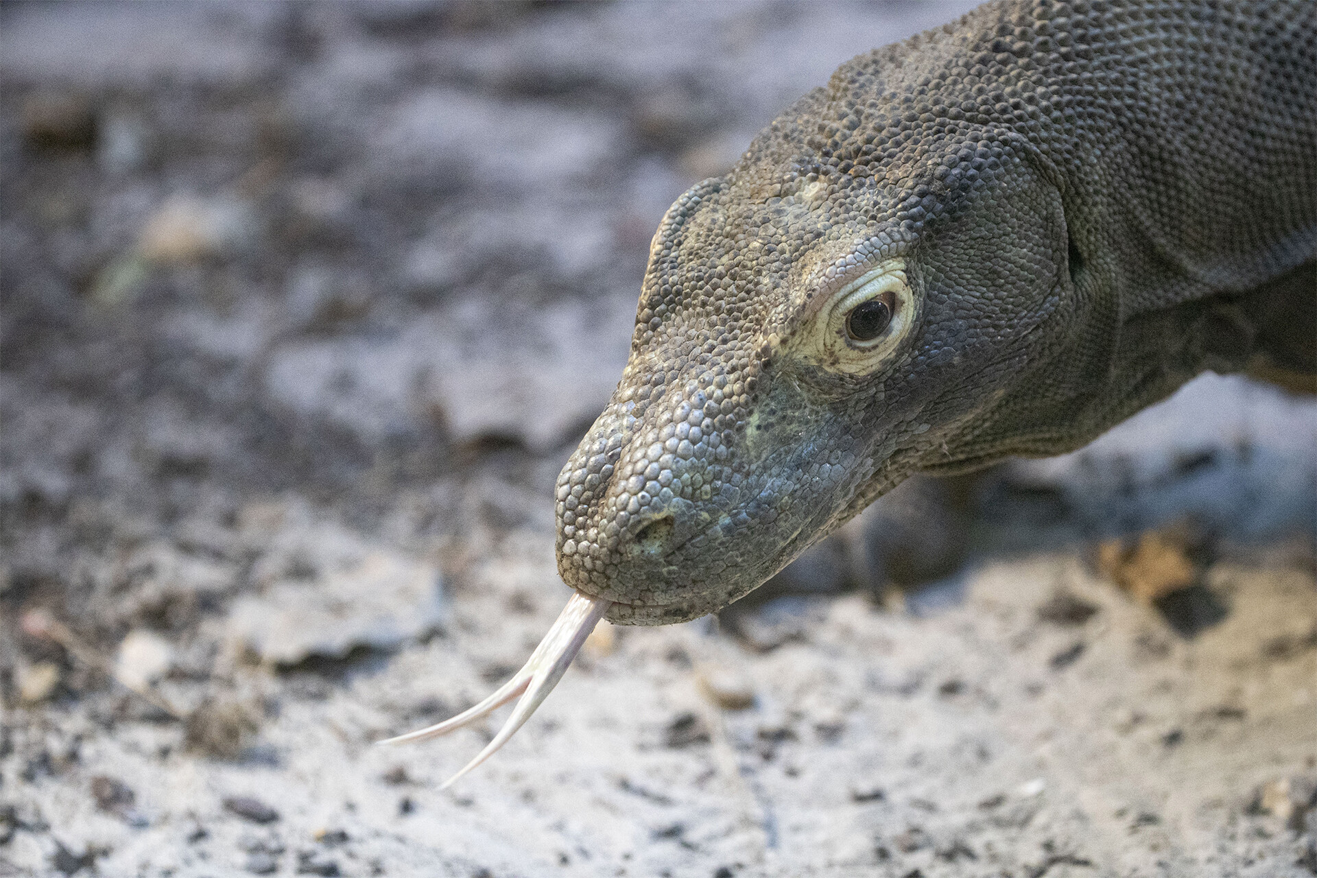 Parrainer un varan de Komodo de Beauval : Drac - Parrainage ZooParc